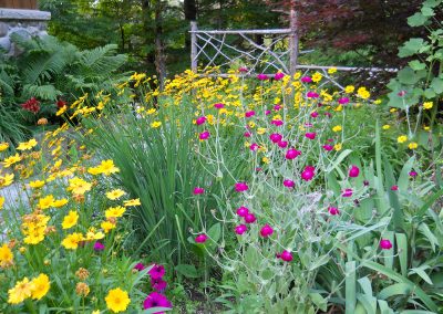 Garden design: tickseed, rose campion and siberian iris