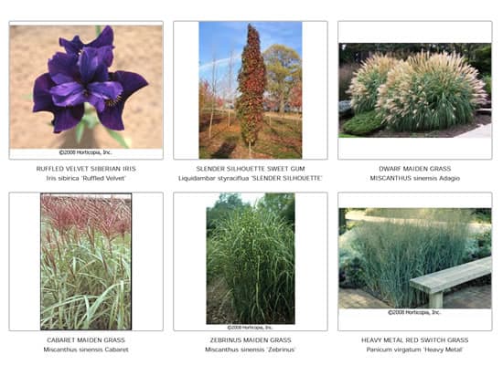 plant picture catalogue